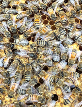 Load image into Gallery viewer, INSA x HONEYBADGER HONEY